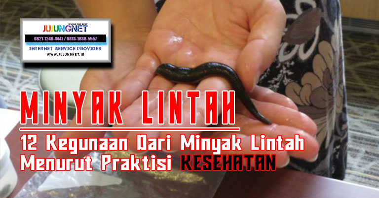 12 Kegunaan Dari Minyak Lintah Menurut Praktisi Kesehatan