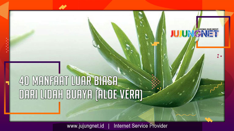 40 Manfaat Luar Biasa Dari Lidah Buaya (Aloe Vera)