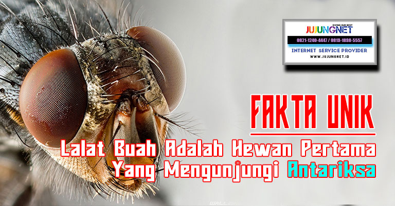 Fakta Unik: Lalat Buah Adalah Hewan Pertama Yang Mengunjungi Antariksa